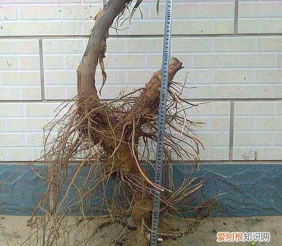 葡萄树可以种在盆里吗?，捡了一截“葡萄桩”，埋在花盆里，15天猛抽新芽，还结了小葡萄