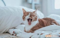 猫咪恨你的表现 猫咪恨主人的表现