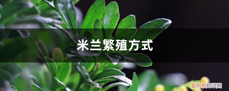 米兰繁殖方式,米兰如何繁殖视频 米兰繁殖方式，米兰如何繁殖