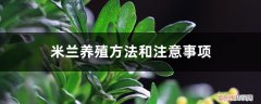 米兰花如何饲养 米兰养殖方法和注意事项，米兰怎么养