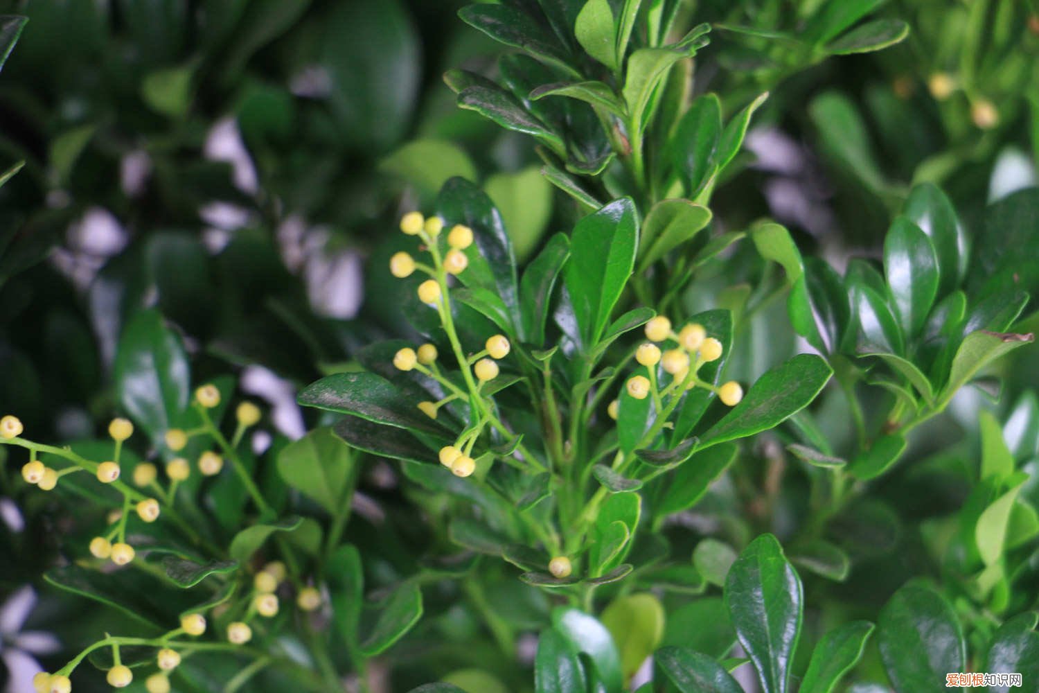 米兰会开花结果吗 米兰什么时候开花，米兰不开花是什么原因