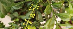 米兰会开花结果吗 米兰什么时候开花，米兰不开花是什么原因