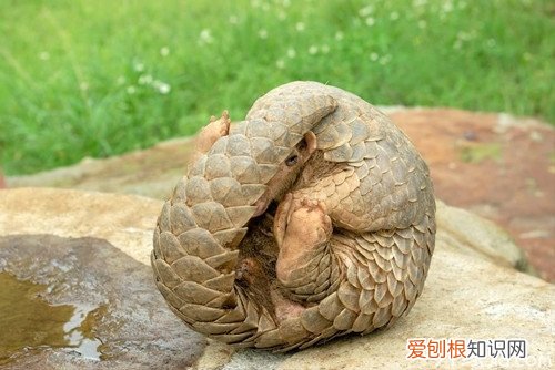 穿山甲价格介绍 穿山甲的主要价值