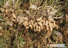 花生秧的功效与作用花生秧喂兔的注意事项