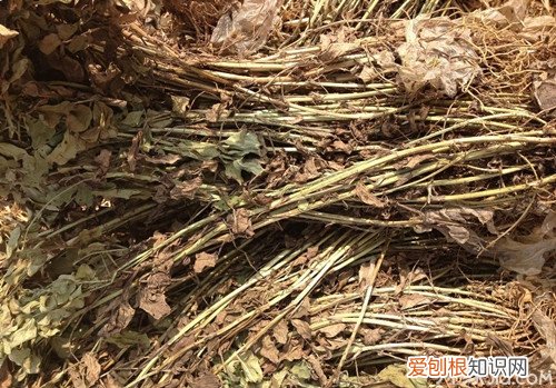 花生秧的功效与作用花生秧喂兔的注意事项