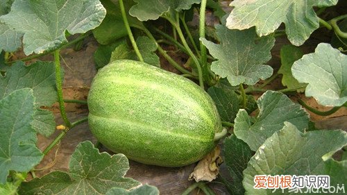 甜瓜品种 有你的季节最甜美