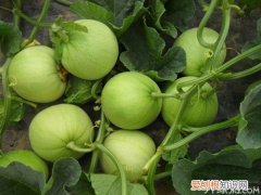 甜瓜品种 有你的季节最甜美