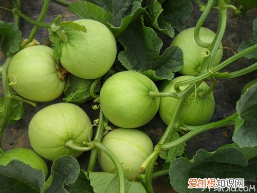 甜瓜品种 有你的季节最甜美