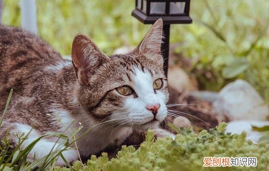 猫如何体外驱虫 猫怎么驱虫体内外驱虫,猫怎么驱虫,猫怎么驱虫好