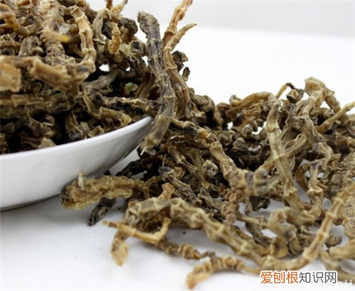 地龙的功效与作用真有这么神奇！