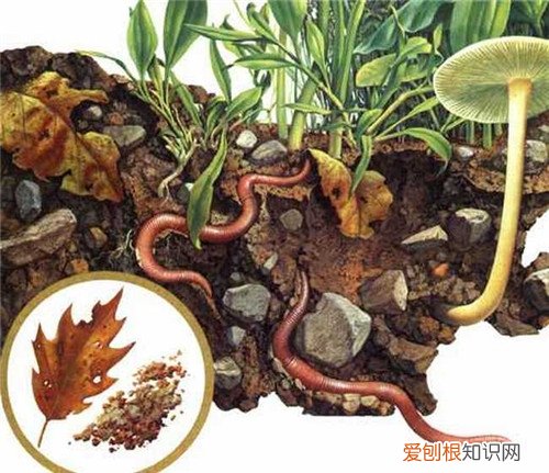 地龙的功效与作用真有这么神奇！