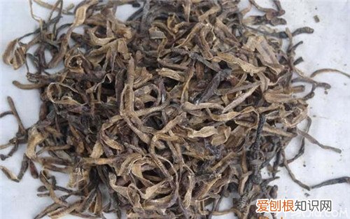 地龙的功效与作用真有这么神奇！