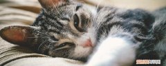 猫的胡须有什么作用,猫的胡须的作用,猫的胡须的作用是什么