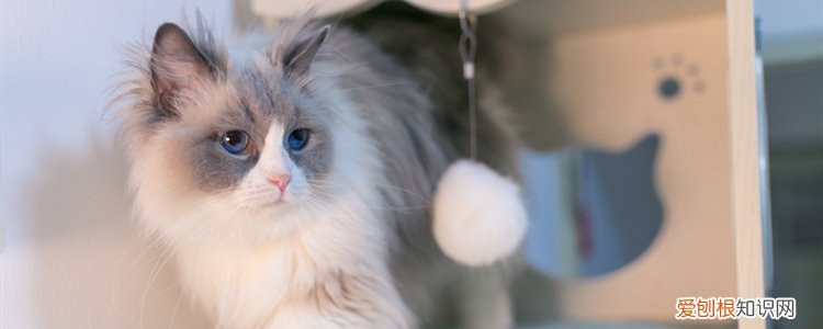 猫腹水的症状有哪些 猫腹水早期是什么症状,猫腹水早期症状,猫腹水早期症状有哪些