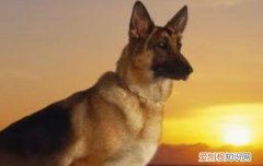 虎斑智商高吗 虎斑犬智商如何
