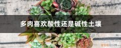 哪些多肉喜欢碱性土壤 多肉喜欢酸性还是碱性土壤，白醋喷多肉