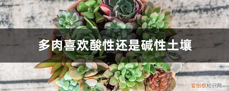 哪些多肉喜欢碱性土壤 多肉喜欢酸性还是碱性土壤，白醋喷多肉