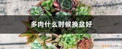 什么时候给多肉换盆最好 多肉什么时候换盆好，多肉11月份可以换盆吗