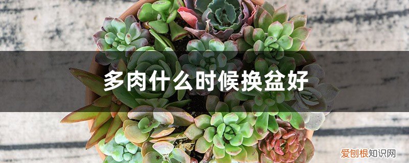 什么时候给多肉换盆最好 多肉什么时候换盆好，多肉11月份可以换盆吗