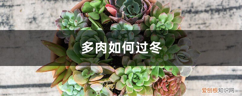 阳台上的多肉怎么过冬 多肉如何过冬，多肉阳台怎么过冬