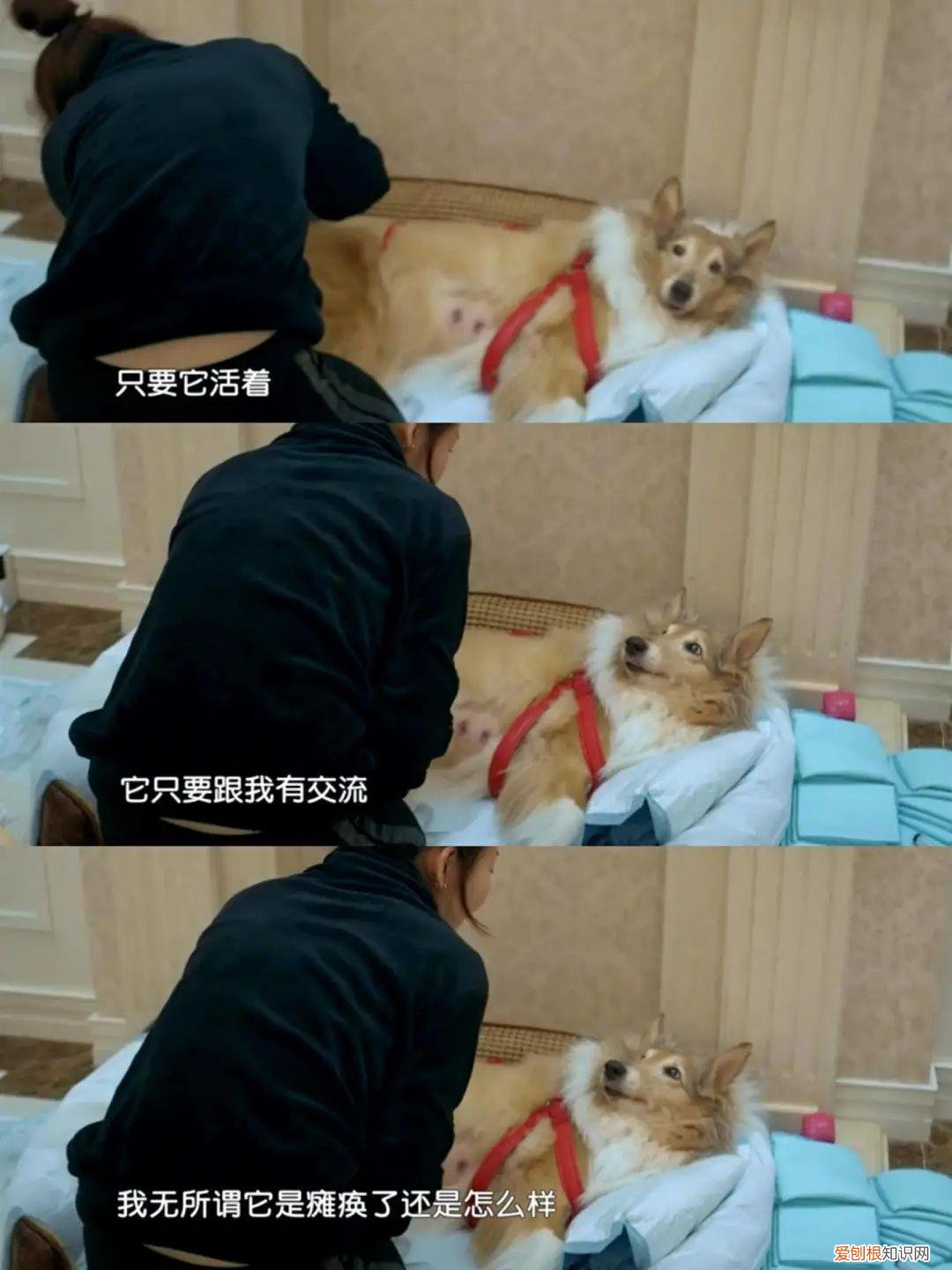 我的宠物狗死了好伤心，被自家宠物气死的第N天，我真的忍不住安利这档节目了
