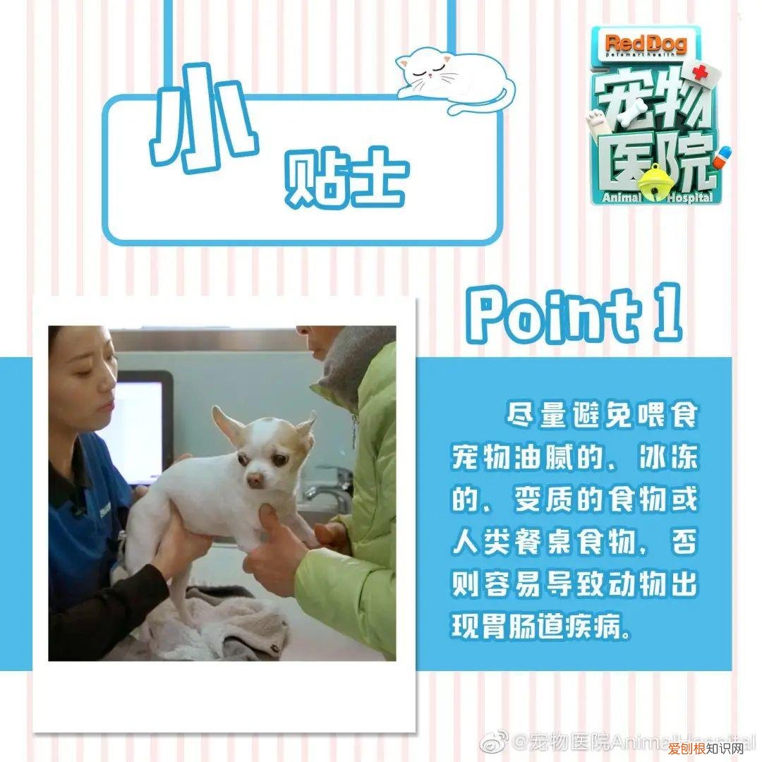 我的宠物狗死了好伤心，被自家宠物气死的第N天，我真的忍不住安利这档节目了