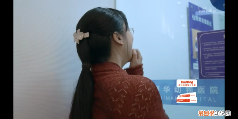 我的宠物狗死了好伤心，被自家宠物气死的第N天，我真的忍不住安利这档节目了