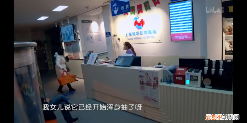 我的宠物狗死了好伤心，被自家宠物气死的第N天，我真的忍不住安利这档节目了