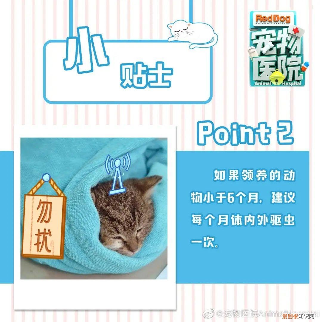 我的宠物狗死了好伤心，被自家宠物气死的第N天，我真的忍不住安利这档节目了