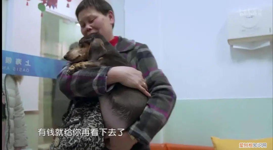 我的宠物狗死了好伤心，被自家宠物气死的第N天，我真的忍不住安利这档节目了