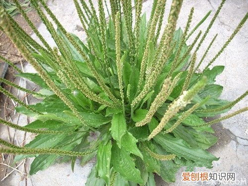 车前子怎么吃 车前子的食用方法