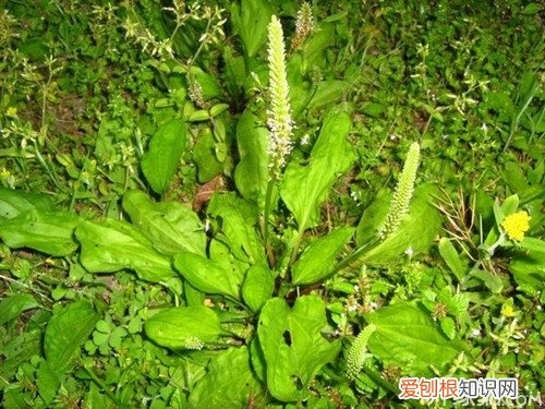 车前子怎么吃 车前子的食用方法