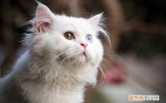 波斯猫品种大全及图片 波斯猫品种