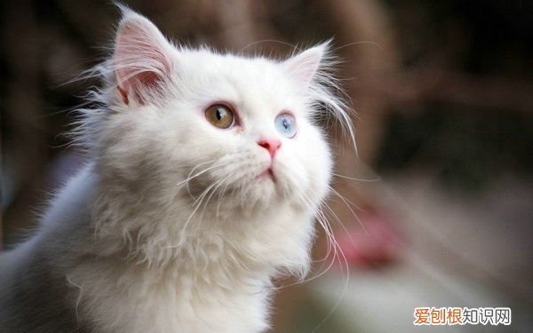 波斯猫品种大全及图片 波斯猫品种