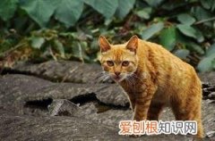 猫有多少品种 分类 猫有多少品种
