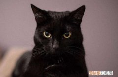 孟买猫有白毛吗 孟买猫长白毛