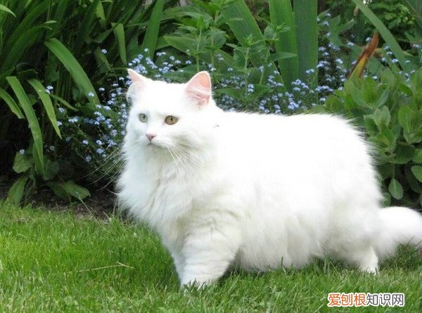 猫多久驱虫一次体内体外 猫多久驱虫一次