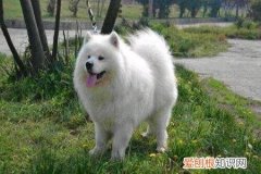 萨摩耶狼版和熊版的区别图片 熊版萨摩耶和狼版萨摩耶区别