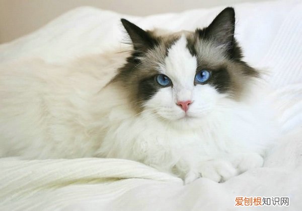 长毛猫有哪些品种和图片 长毛猫有哪些品种