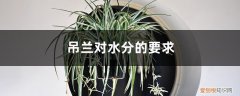 吊兰用什么水养 吊兰对水分的要求