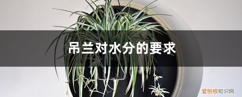 吊兰用什么水养 吊兰对水分的要求