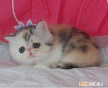 三花加菲猫值钱吗 三花加菲猫值钱吗