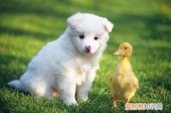 养什么宠物花费少 养只宠物有多花钱