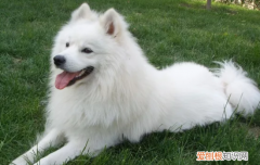 银狐犬和萨摩耶的区别图片对比 银狐犬和萨摩耶哪个贵