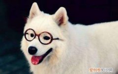 萨摩耶价格多少钱一只大概 萨摩耶价格多少钱一只