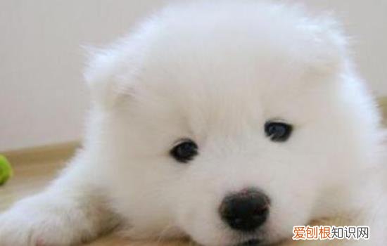 萨摩耶多少钱一只 纯种萨摩耶犬多少钱一只