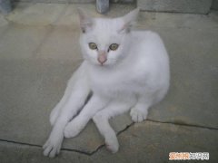 母猫和公猫区别在哪 母猫和公猫区别