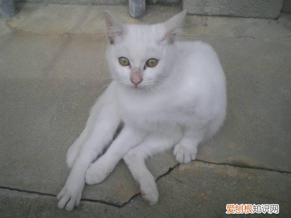 母猫和公猫区别在哪 母猫和公猫区别