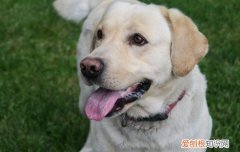 导盲犬小q讲了什么 导盲犬小q是什么狗