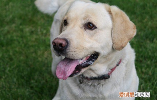 导盲犬小q讲了什么 导盲犬小q是什么狗